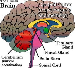 int_brain